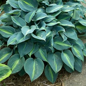 green heirloom flower seeds