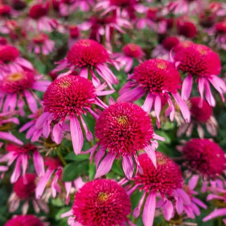 gum drop flower seeds
