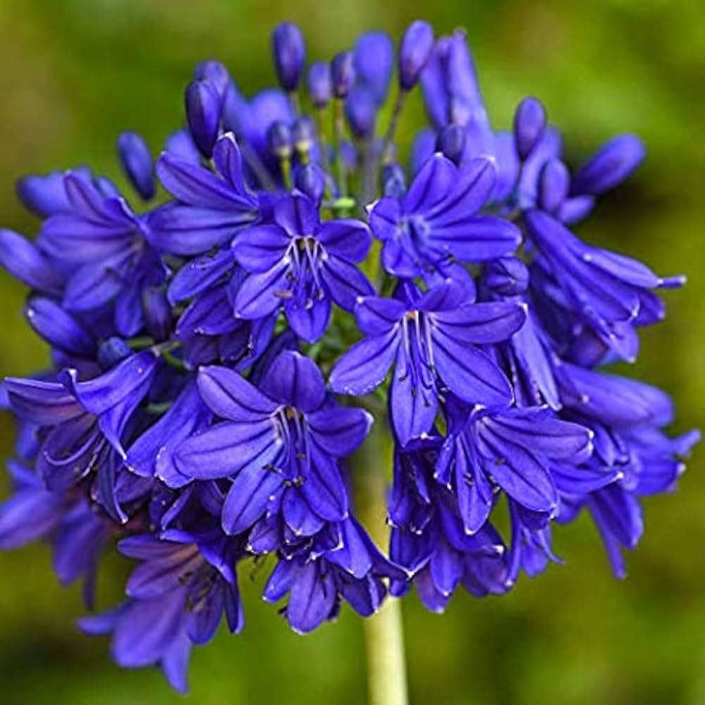 Blå Nil Agapanthus Blomsterfrø til udplantning - 100 stk