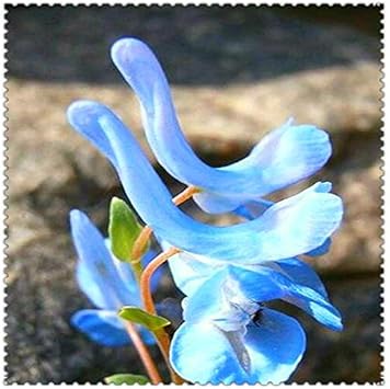 blue swan flower seeds