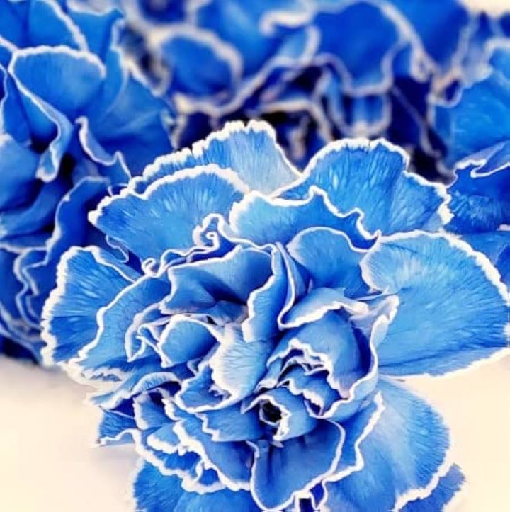 Dark Blue Carnation Flower Seeds for Planting – Heirloom, Non-GMO, High Germination Organic Garden Seeds