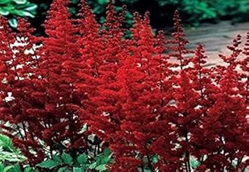 Flower Seeds, Seeds for Planting, Plant Seeds