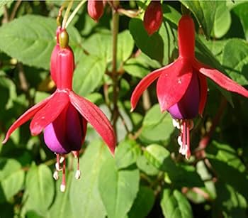 Red Pink Fuchsia Hybrida Flower Seeds – Heirloom Non-GMO High Germination Organic Garden Seeds for Planting