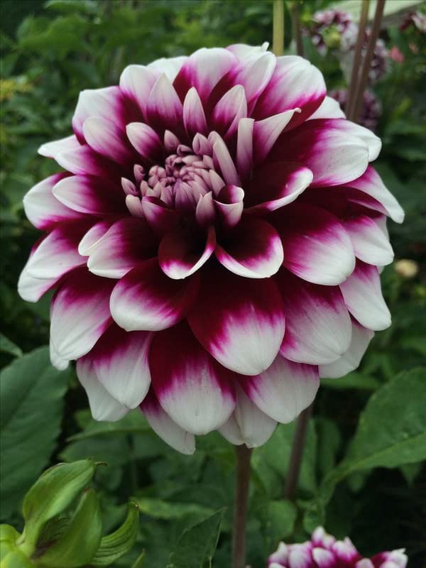 Tofarvede Dahlia Blomsterfrø til plantning af viol 100 stk