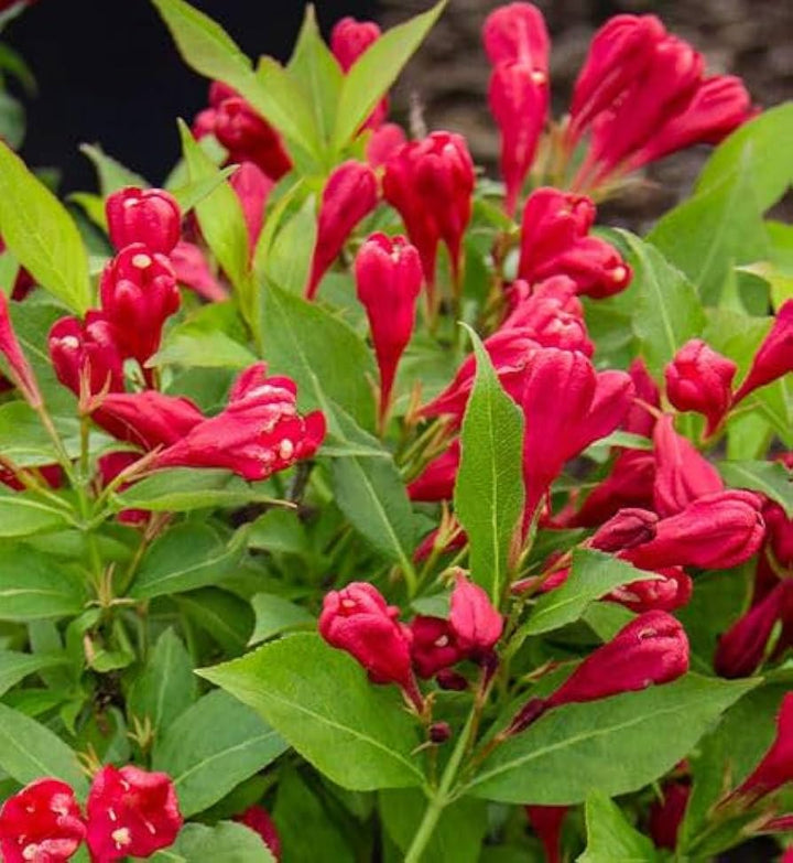 Red Weigela Flower Seeds for Planting – Heirloom, Non-GMO, High Germination Organic Garden Seeds