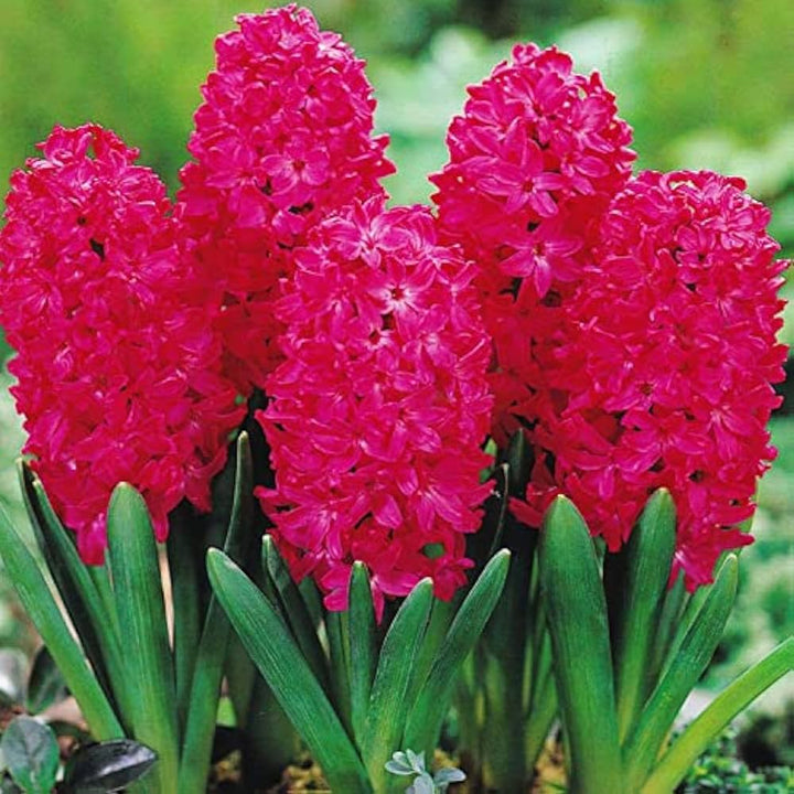 Organic Heirloom Red Hyacinth Flower Seeds for Planting – Non-GMO Fragrant Spring Blooms