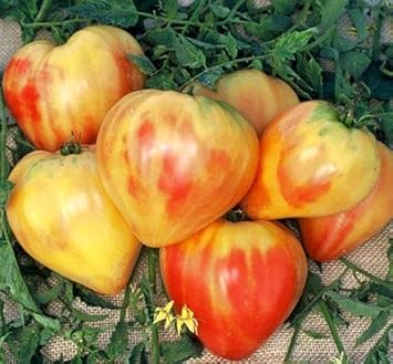 Cream Orange Tomato Seeds for Planting
