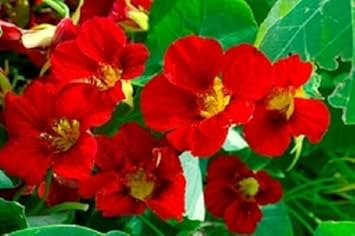 red heirloom flower seeds