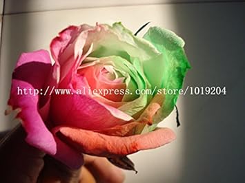 Flower Seeds, Seeds for Planting, Plant Seeds