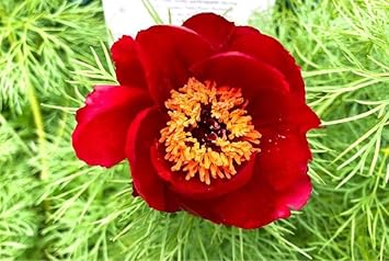 Flower Seeds, Seeds for Planting, Plant Seeds