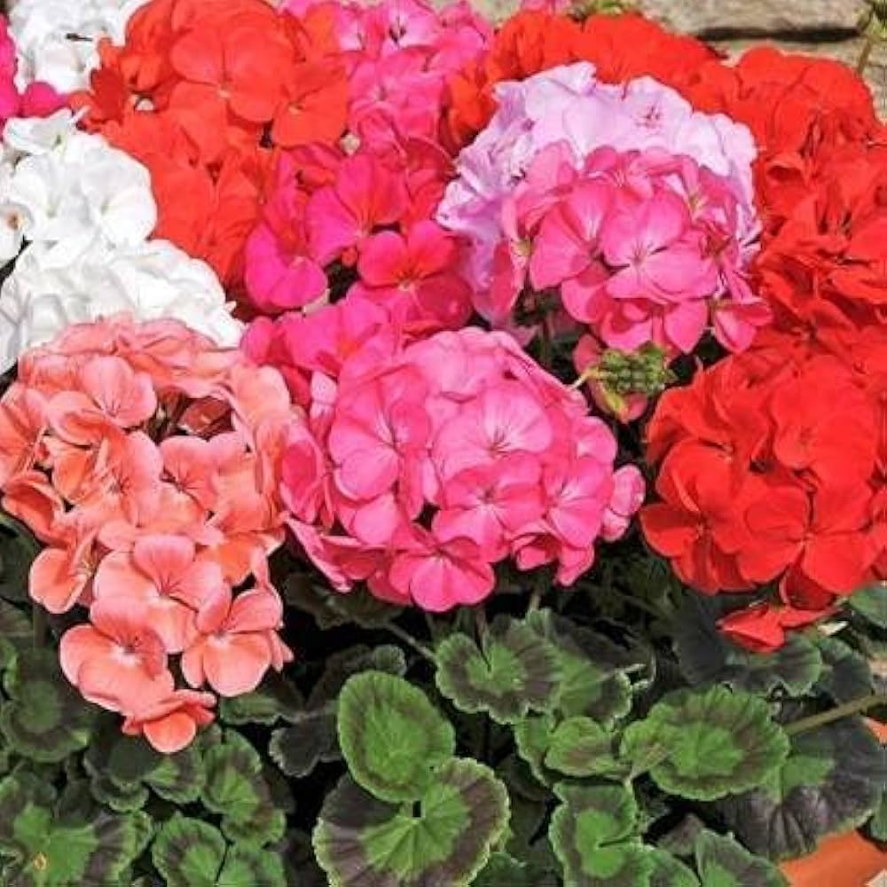 maverick star flower seeds