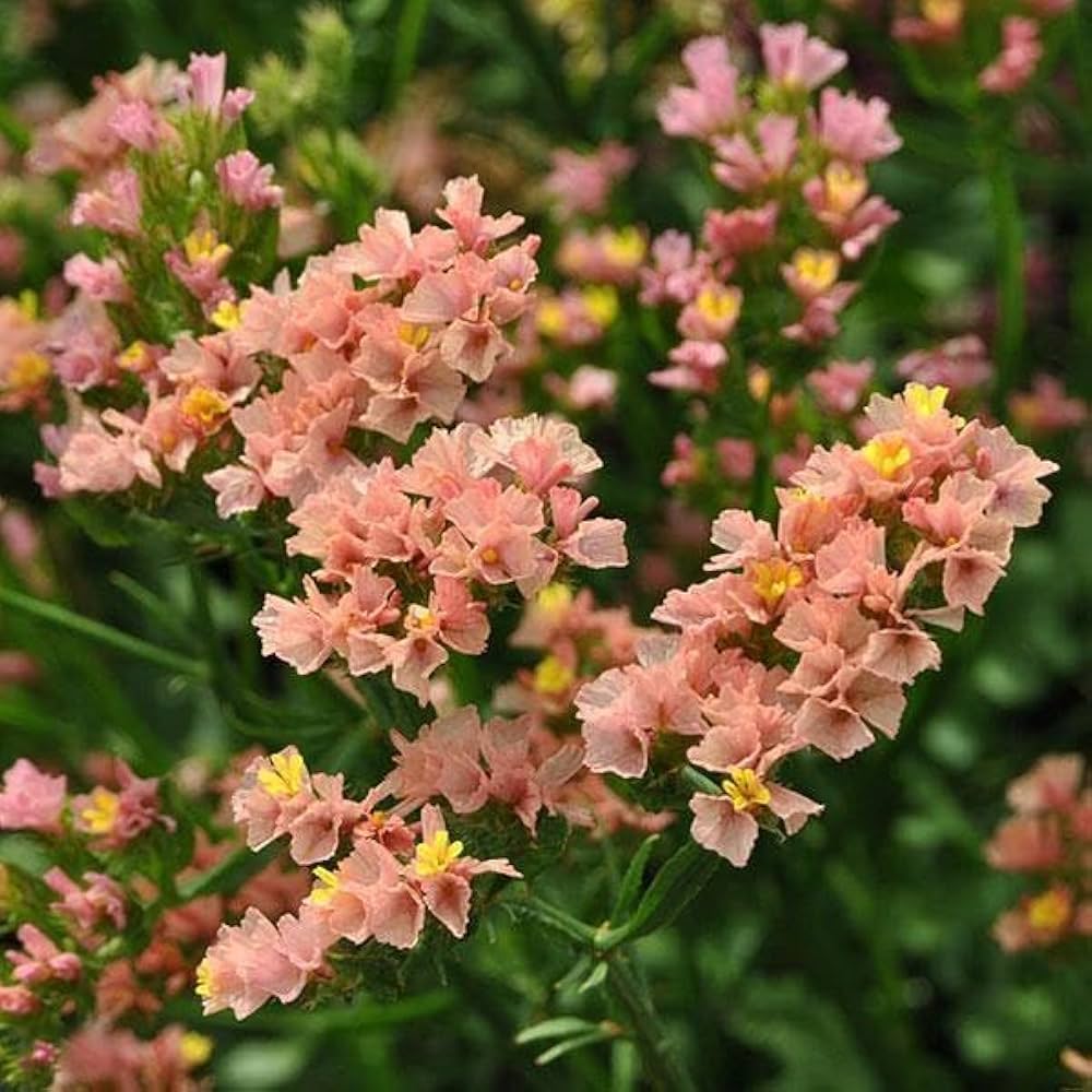 limonium sinuatum flower seeds