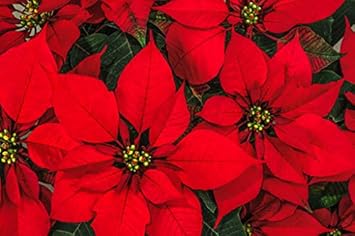 Flower Seeds, Seeds for Planting, Plant Seeds