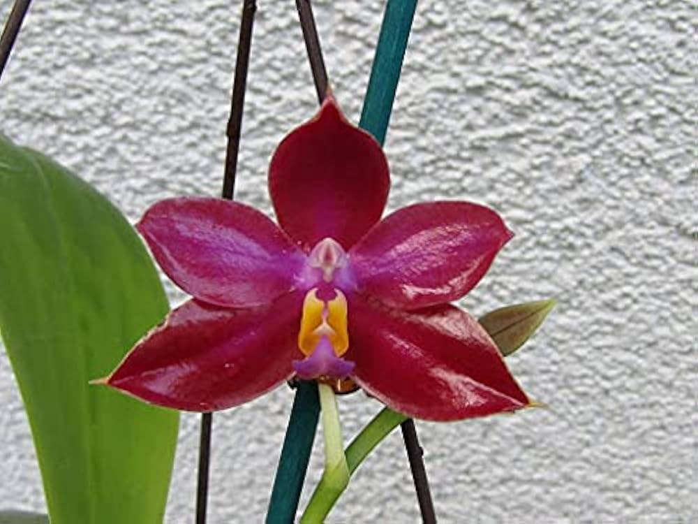 crimson phalaenopsis flower seeds