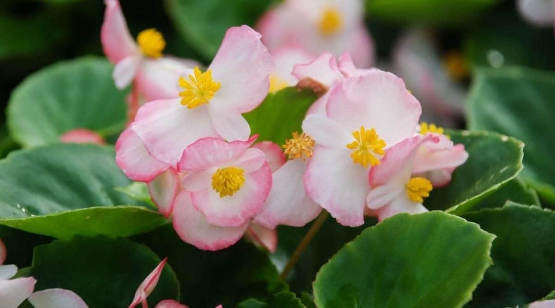 pink white flower seeds