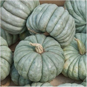 Blue Jarrahdale Pumpkin Seeds for Planting