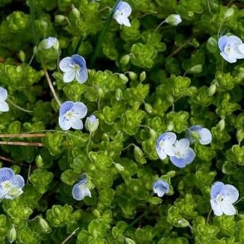 blue organic flower seeds
