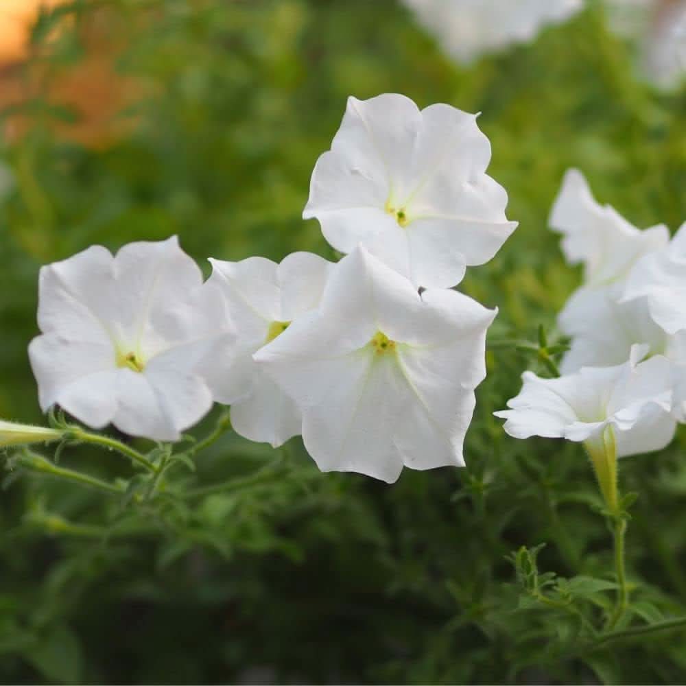 petunia petunia flower seeds