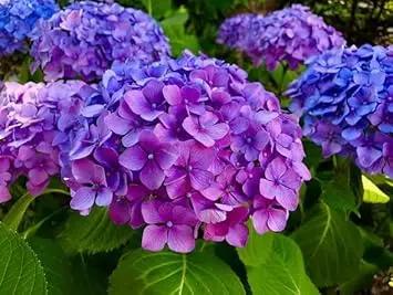 blue purple flower seeds