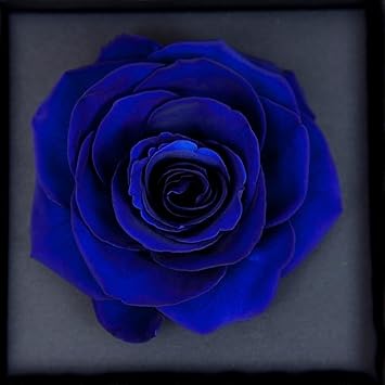 Flower Seeds, Seeds for Planting, Plant Seeds