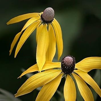 yellow coneflower flower seeds