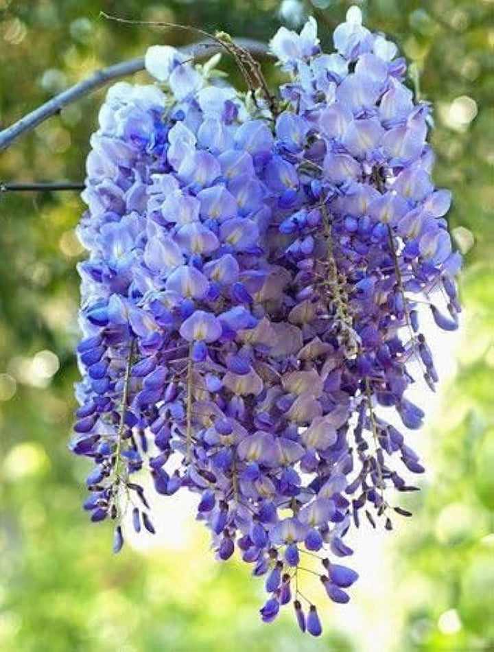 Heirloom Blue Wisteria Seeds – Non-GMO Flower Seeds for Planting | High Germination Organic Garden Blooms