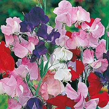 Heirloom Non-GMO Mixed Sweet Pea Flower Seeds for Planting