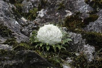 Flower Seeds, Seeds for Planting, Plant Seeds