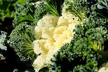 Kale Seeds for Planting White | Heirloom Non-GMO Organic Garden Seeds | High Germination Seeds
