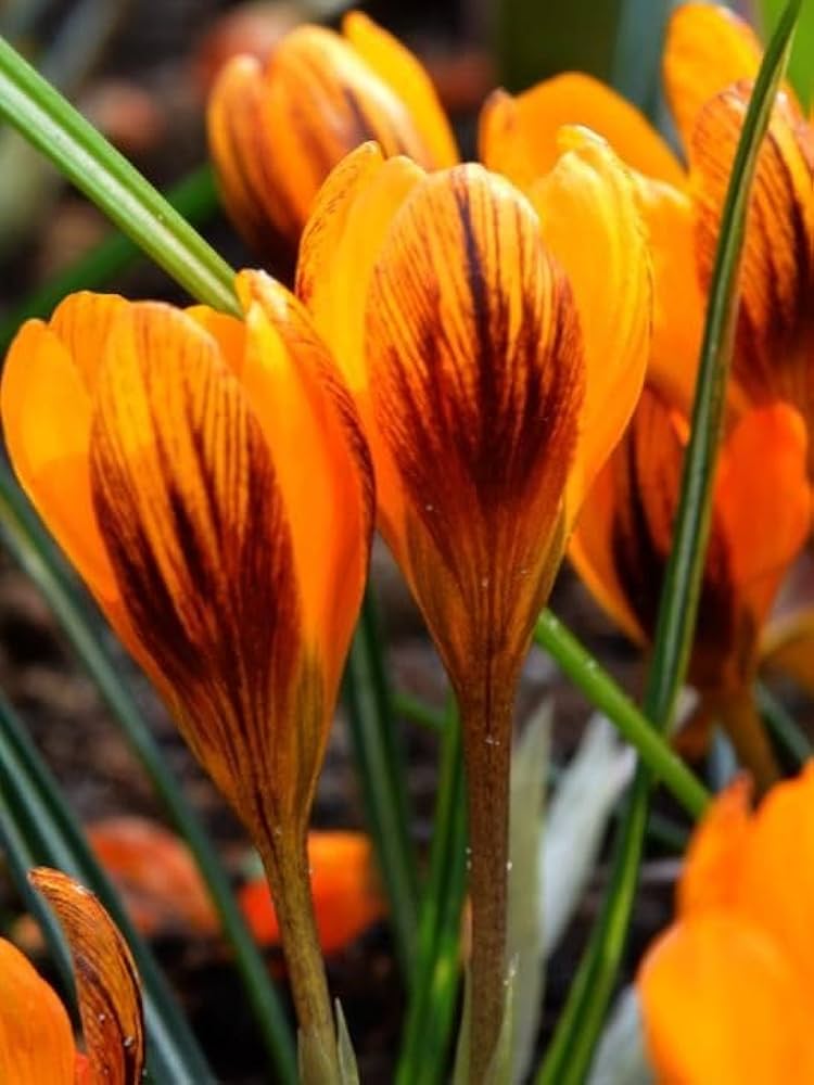 Orange Brown Crocus Flower Seeds – Heirloom Non-GMO Seeds for Garden Planting