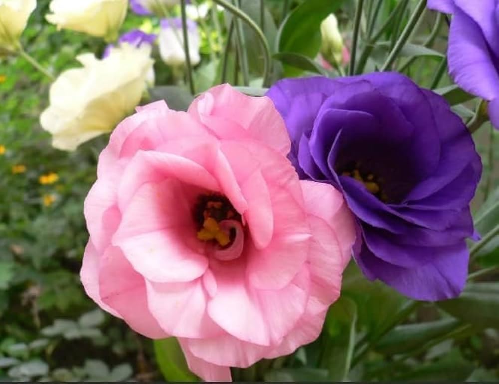 lisianthus eustoma flower seeds