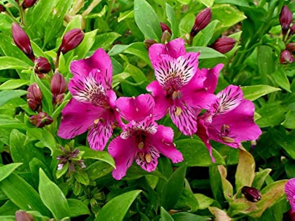 alstromeria peruvian flower seeds