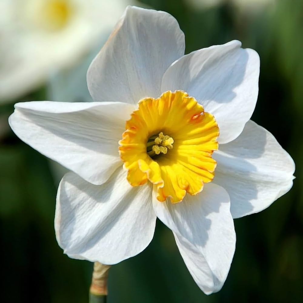 daffodil narcissus flower seeds