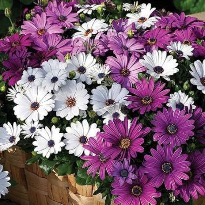 Osteospermum Flower Seeds Mixed Varieties – Heirloom Non-GMO, High Germination Organic Garden Daisy Seeds for Planting