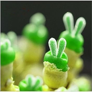 Flower Seeds, Seeds for Planting, Plant Seeds