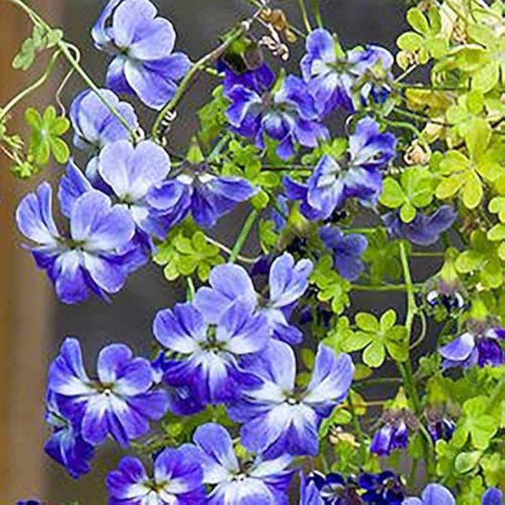 Blue Nasturtium Flower Seeds for Planting - 100 pcs