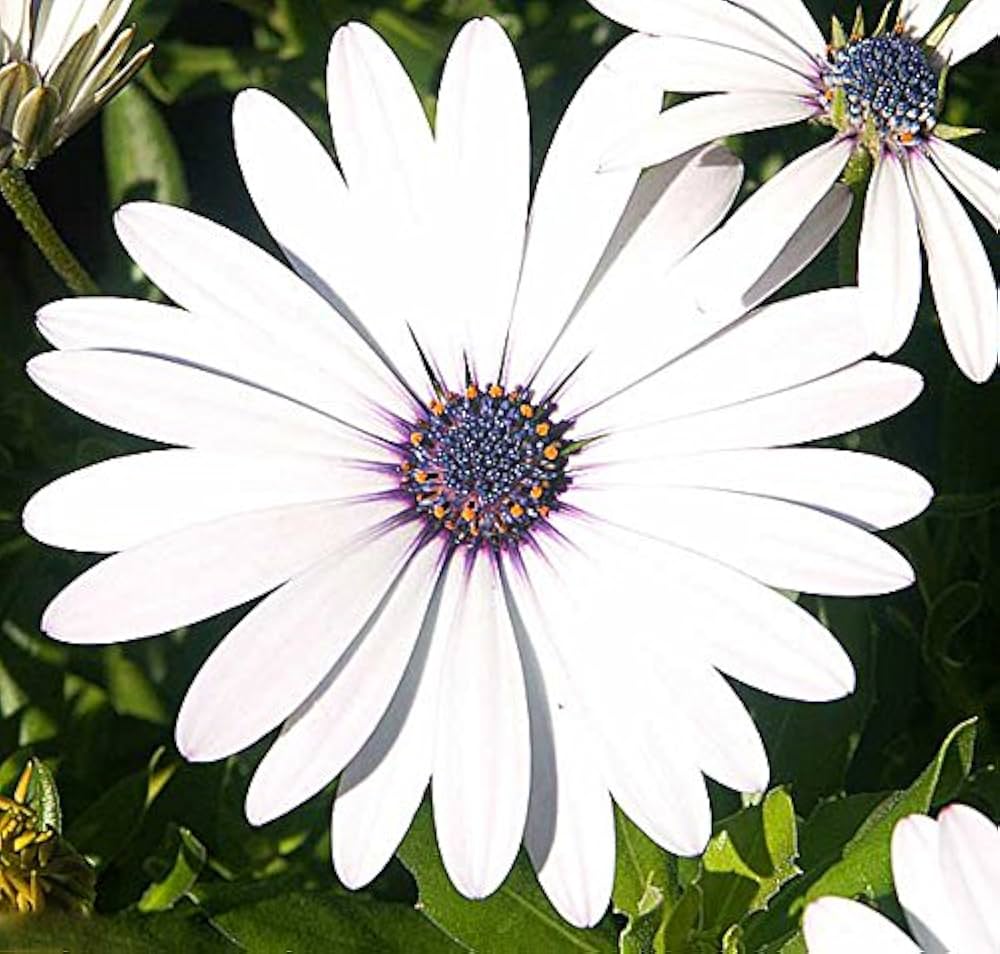 Heirloom Non-GMO Eyed Flower Seeds for Planting – Unique Ornamental Garden Blooms | High Germination