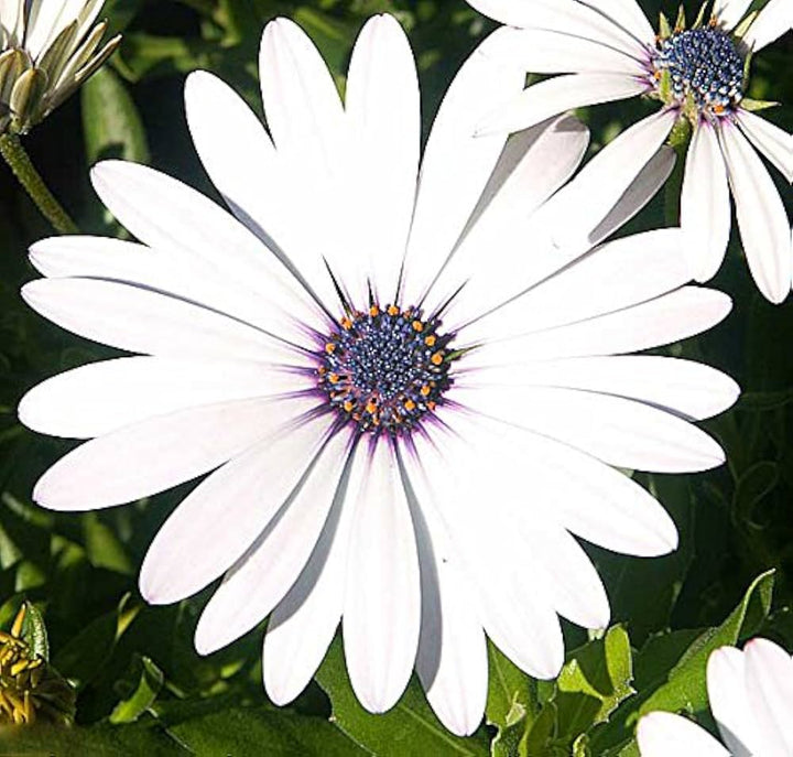 Heirloom Non-GMO Eyed Flower Seeds for Planting – Unique Ornamental Garden Blooms | High Germination