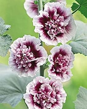 Hollyhock White Purple Seeds for Planting