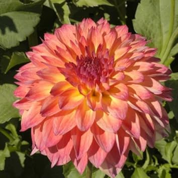 september morn flower seeds