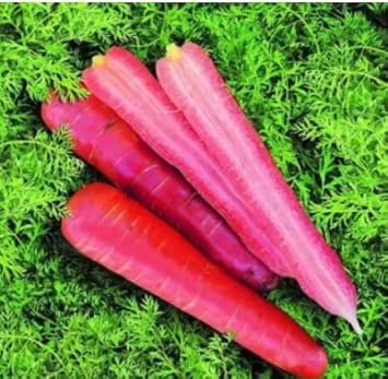 Pink Carrot Seeds for Planting | Heirloom, Non-GMO, High Germination Organic Garden Seeds
