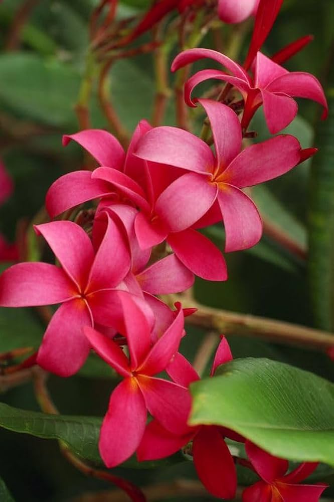 plumeria rubra flower seeds