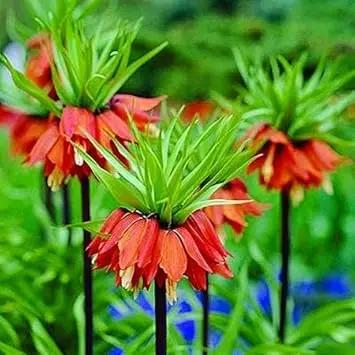 red crown flower seeds