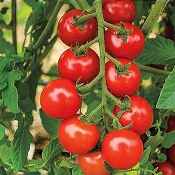 Red Tomato Seeds for Planting