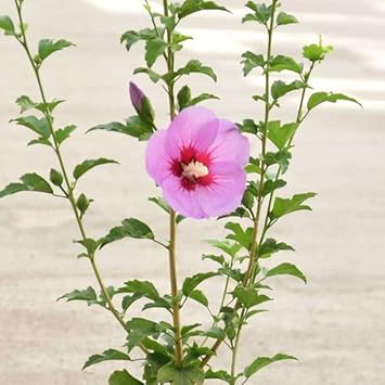 Flower Seeds, Seeds for Planting, Plant Seeds