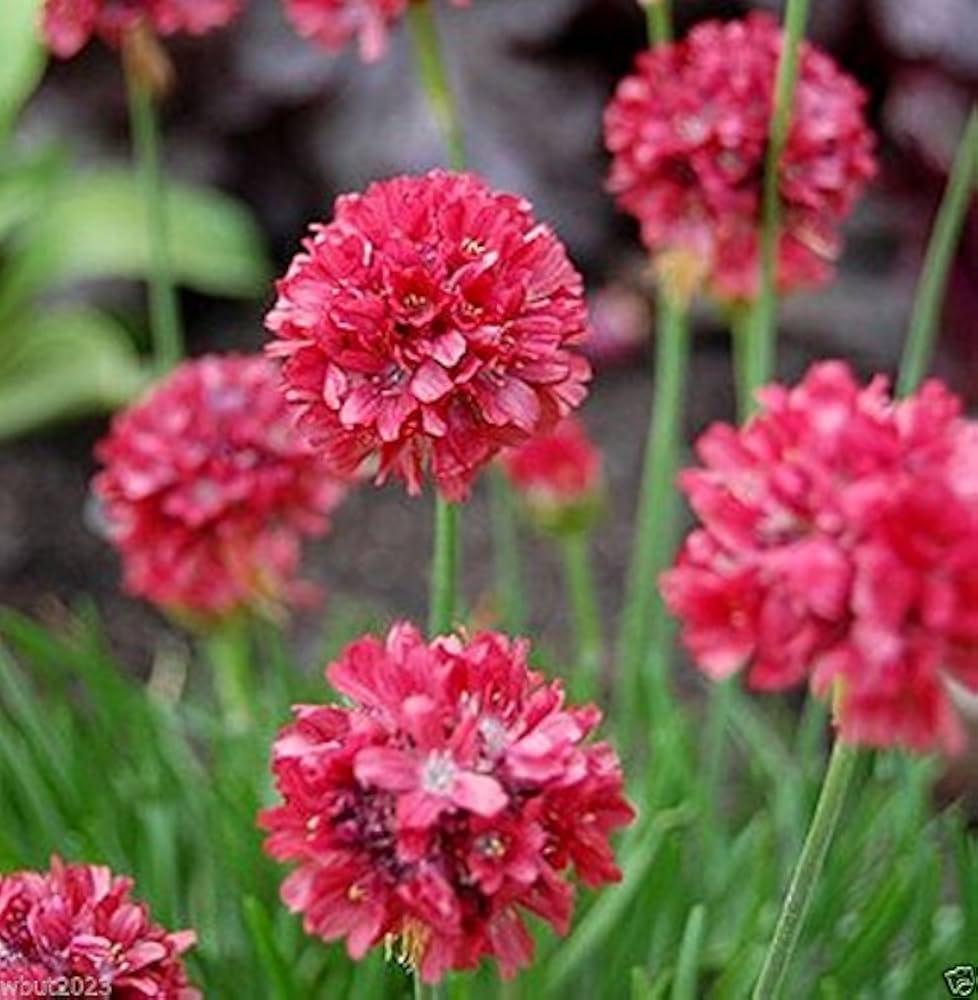 sea thrift flower seeds