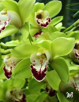 green butterfly flower seeds