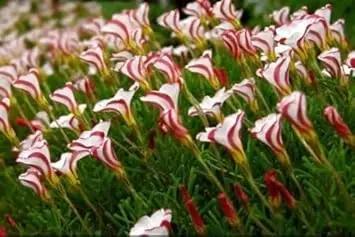 candy cane flower seeds