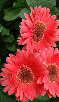 gerbera flower flower seeds