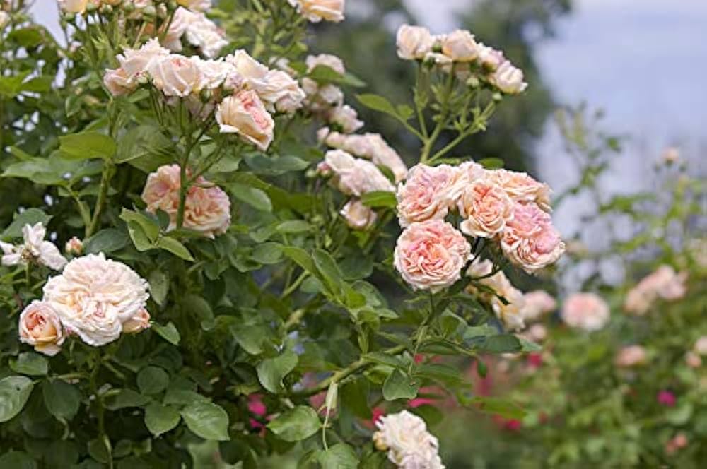 Cream Climbing Rose Flower Seeds for Planting – Heirloom Non-GMO High Germination Garden Trellis Seeds